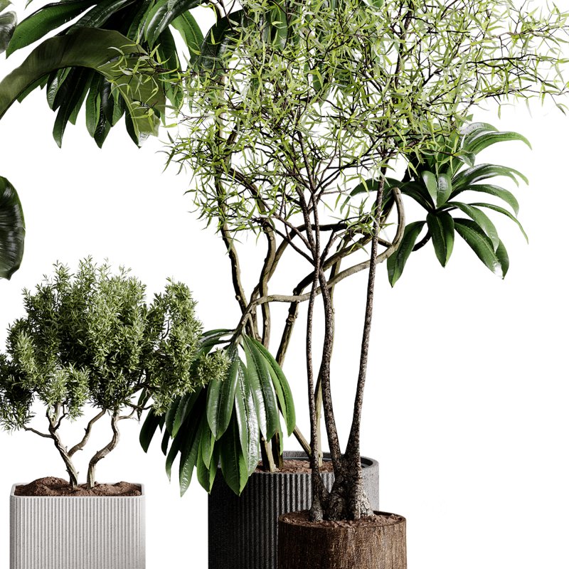 indoor plants 121 – plant collections in pot Image 4