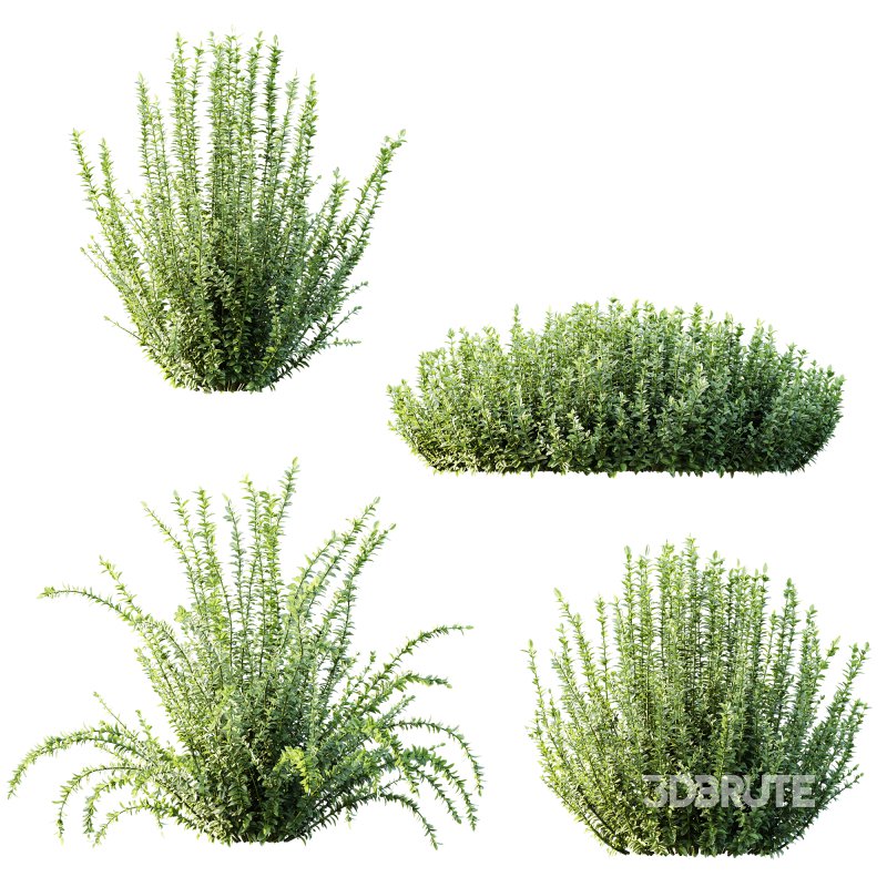 ntal landscaping, especially in minimalist and modern gardens. Image 3