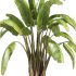 indoor plants – 37 plant in pot_corona - Thumbnail 2