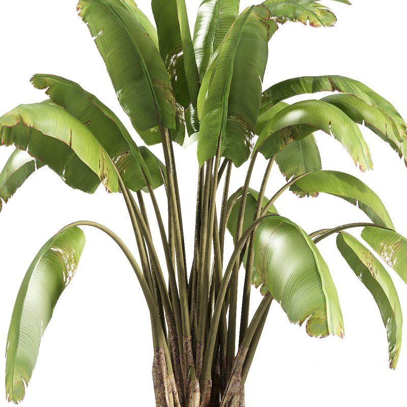 indoor plants – 37 plant in pot_corona Image 2