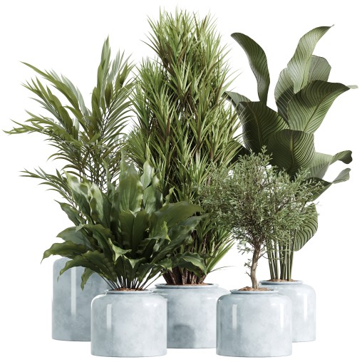 AV Indoor Plants Set 248 Pelagio Palm and Yucca Elephantipes and Cuban Cigar and Olive Elegant and Peace Lily