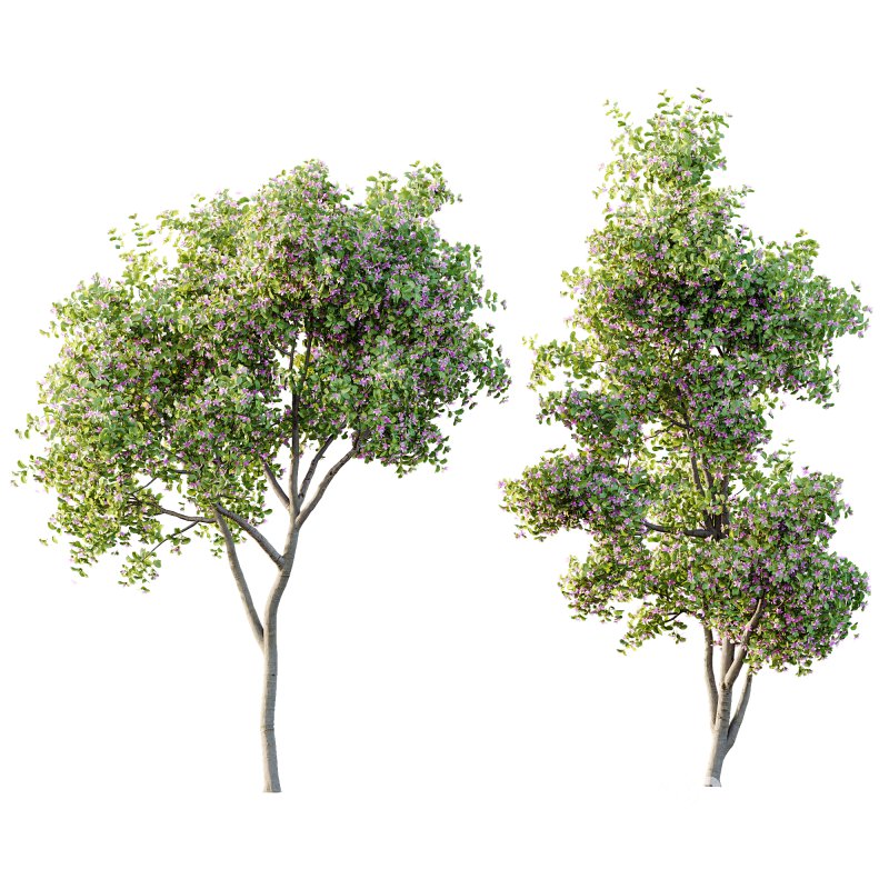 AV Spring blooming trees Butterfly Orchid Geranium Bauhinia and Amelanchier Lamarckii Image 3