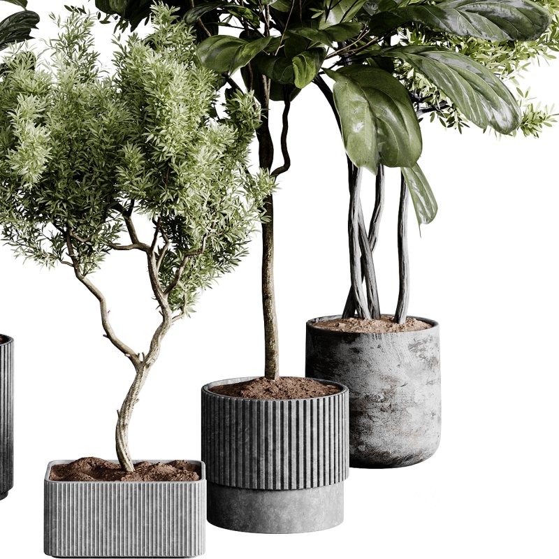 indoor plants 120 – plant collections in pot Image 4