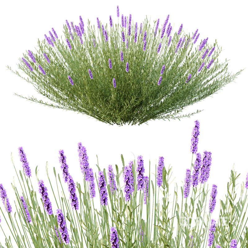 plant bush Flower Lavandula pedunculata 01 Image 2