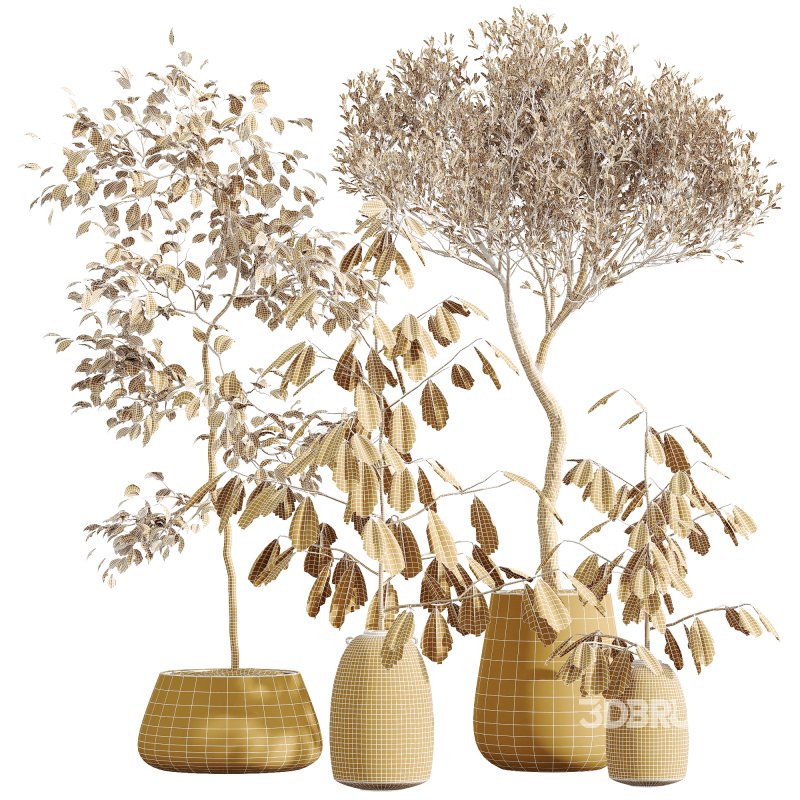 AV Indoor Plants Set 263 Japandi Ficus Dracaena Marginata and Mission Olive Image 8