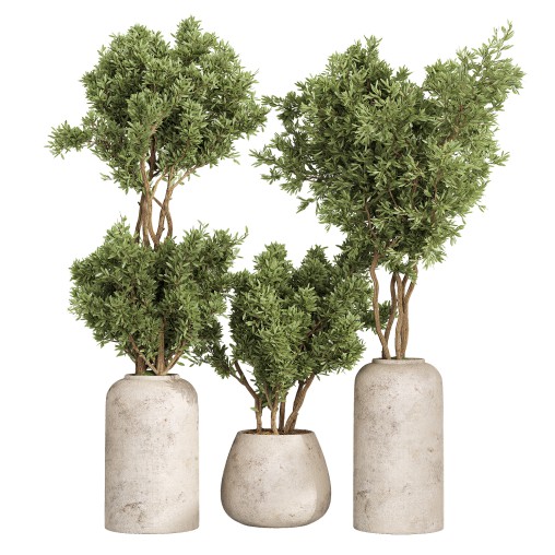 Indoor Collection plants 05