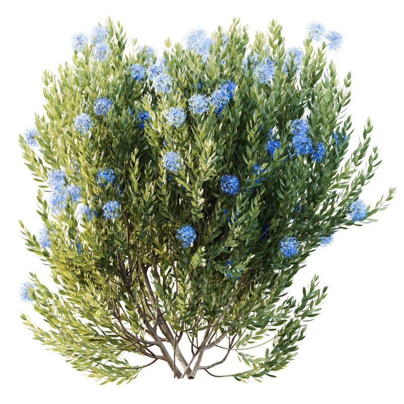 AV Colorful spring bushes Rhododendron Shrub Arboreum and Ixora Jasmine Gardens Chinese Image 2