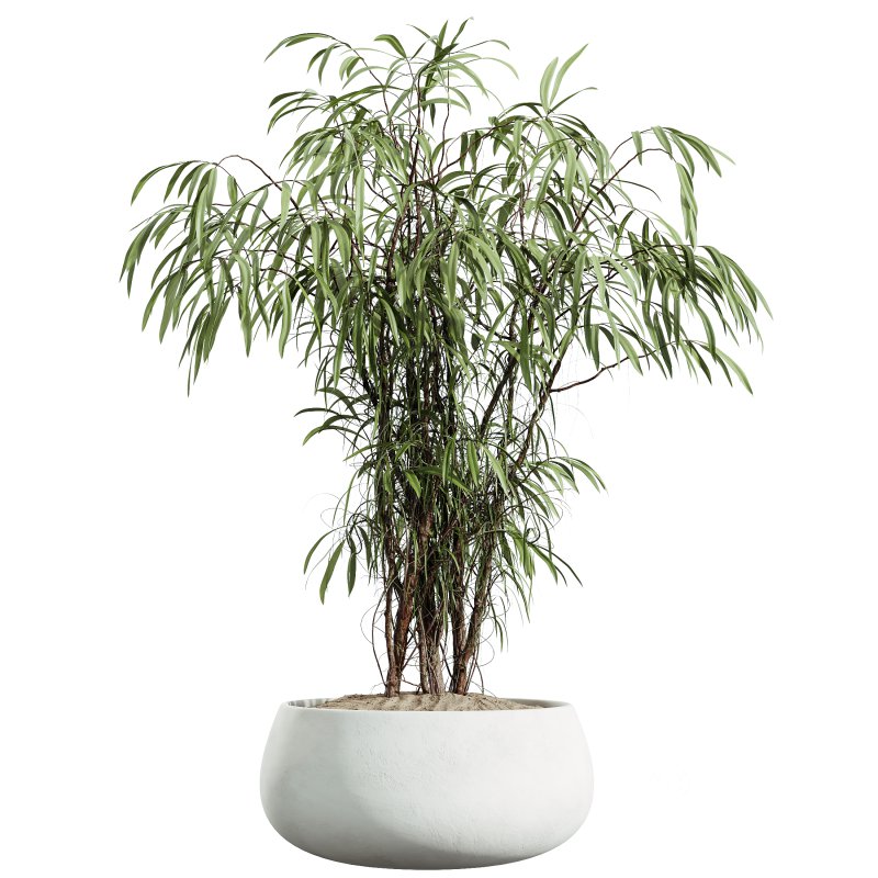 AV Indoor Plants Set 270 Japandi Ficus Dracaena Marginata and Yucca Aloifolia Rostrata and Olive Tree Image 1