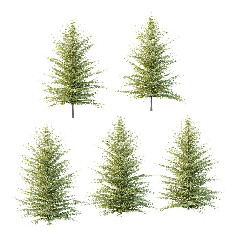 Fagus Grandifolia Tree 06 Image 1