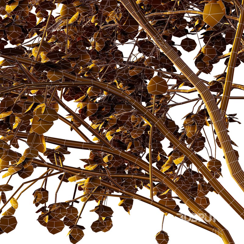 Acer Pseudoplatanus spring trees 02 Image 3