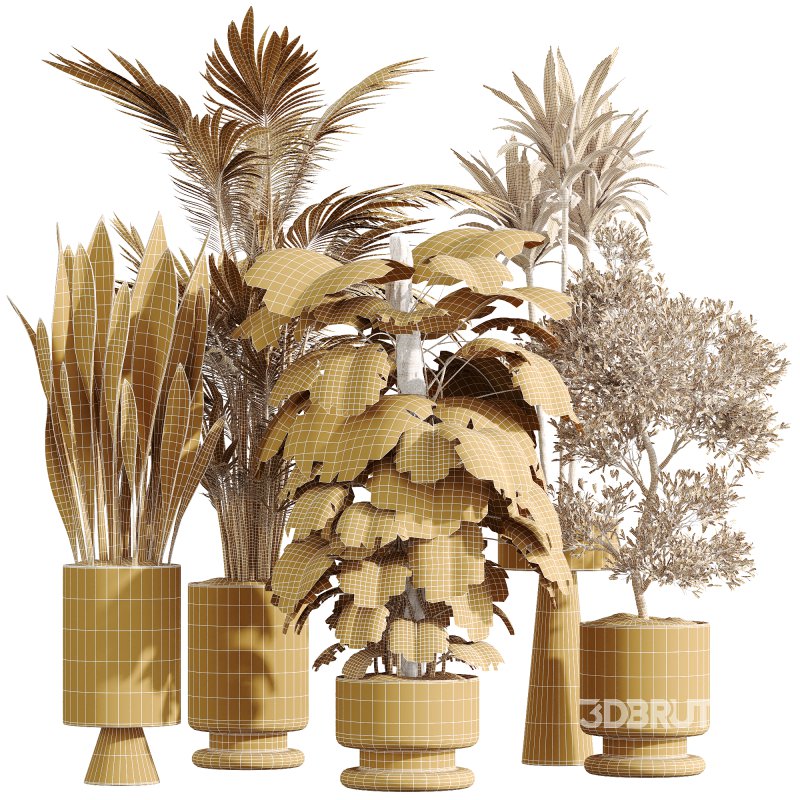 AV Indoor Plants Set 267 Areca Palm and Lemon and Green Sansevieria and Monstera Deliciosa Large Leaf and Olive Image 9