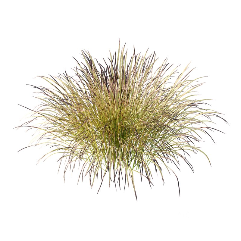 Carex Elata Aurea Grass 03 Image 6