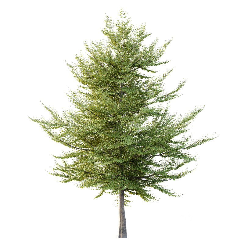 Fagus Grandifolia Tree 10 Image 3