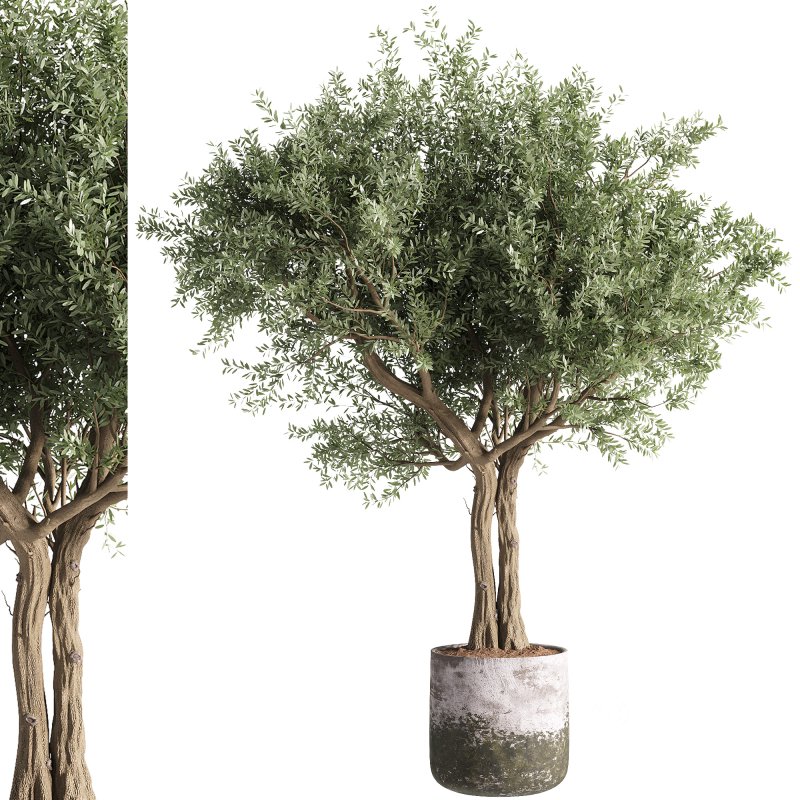 indoor plants – 35 plant in pot Image 1