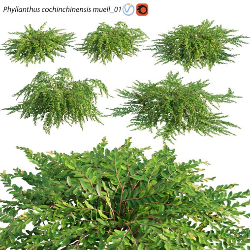 Phyllanthus cochinchinensis muell 01