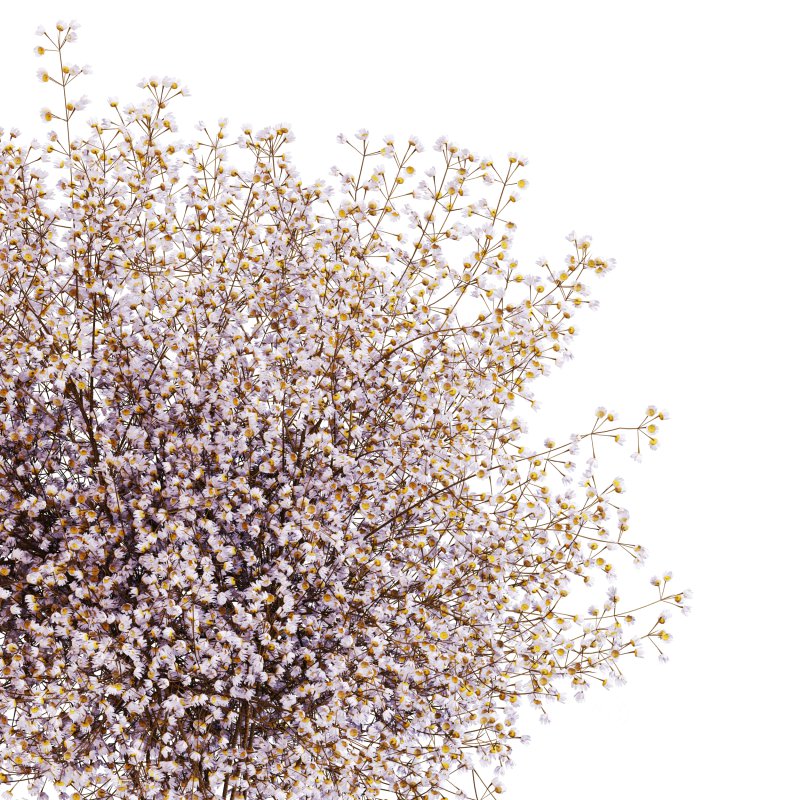 Minimal Gypsophila Bouquet in Textured Clay Vase Image 3