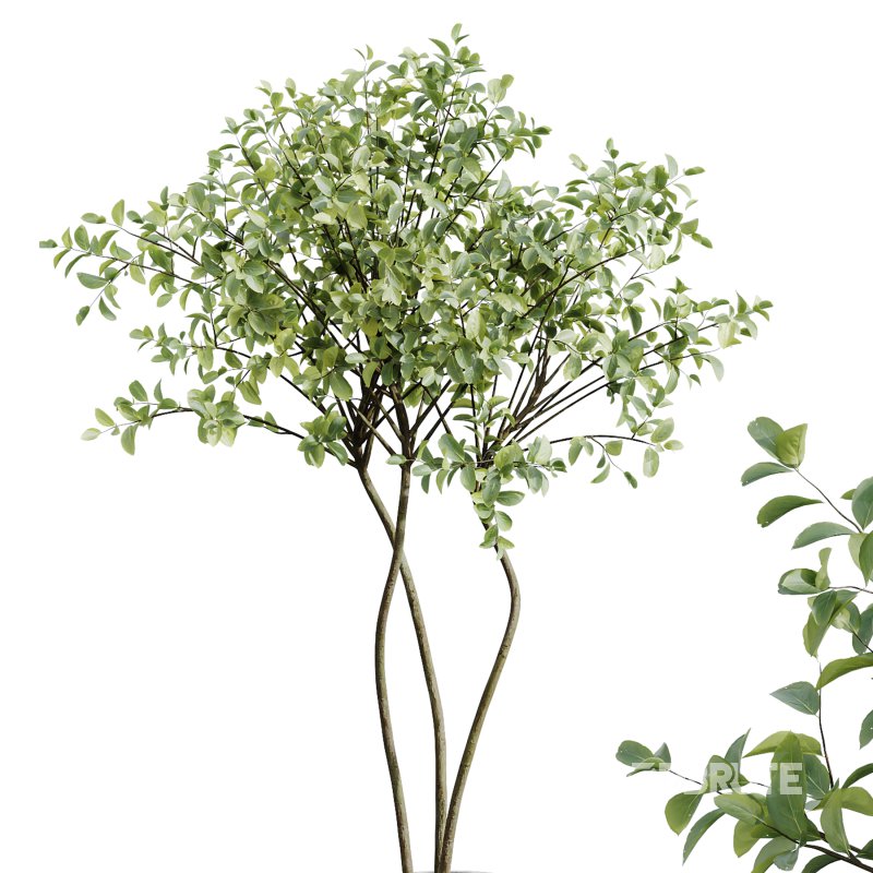 AV Indoor Plants Set 259 Olive Eucalyptu and Dracaena Warnecki and Monstera Deliciosa Image 3