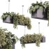 Indoor plants – 35 hanging indoor Plants - Thumbnail 1