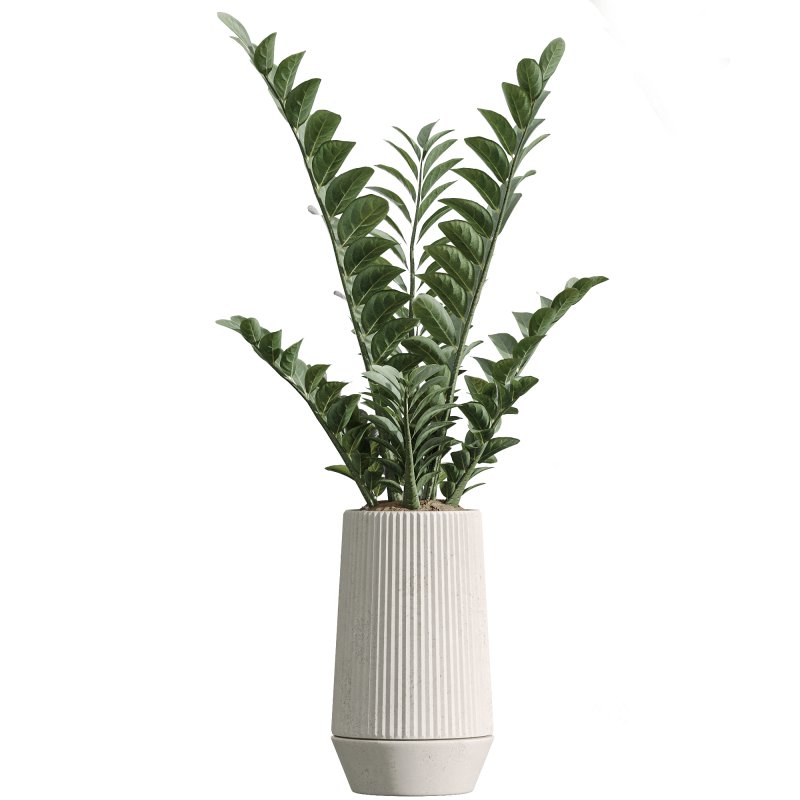 AV Indoor Plants Set 252 Ficus Microcarpa Zamiifolia Binnendijkii Warneckii Lemon Lime Image 5