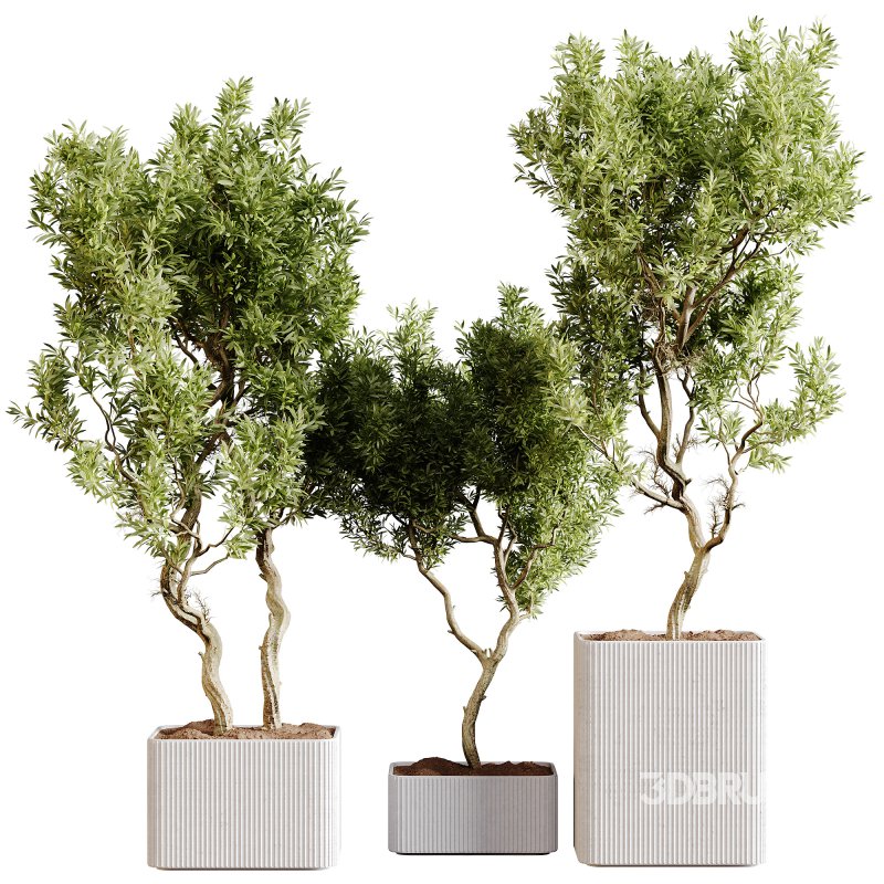 indoor plants 101 – plant collections in pot Image 4