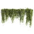 ivy plants - Thumbnail 1