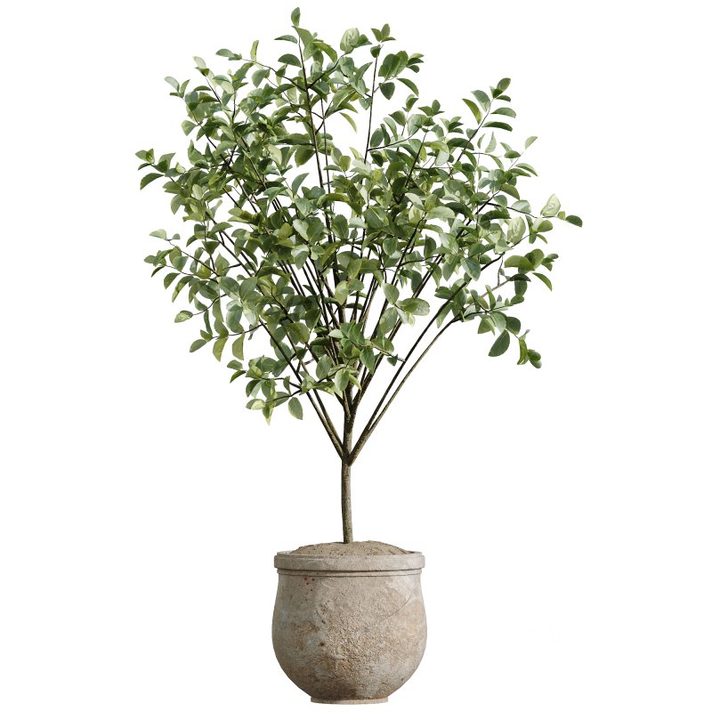 AV Indoor Plants Set 258 Olive Eucalyptus and Palm Paradise and Dracaena and Briful Image 3