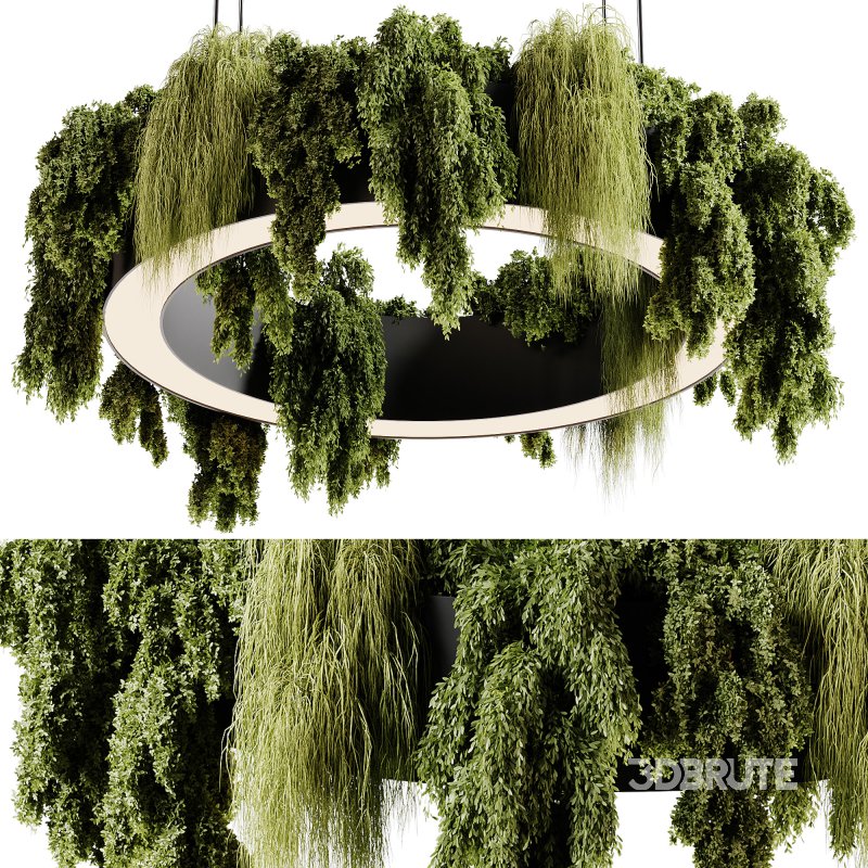 indoor plants 92- Hanging indoor plant Image 2