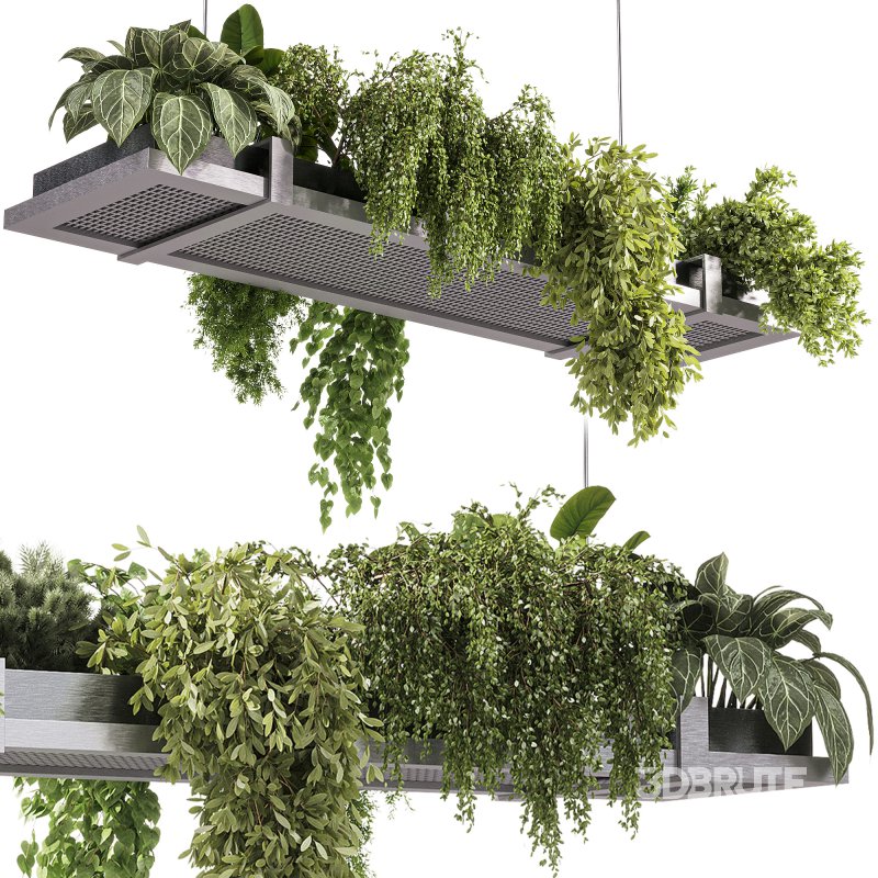 indoor plants – 52 Hanging indoor plant Image 2