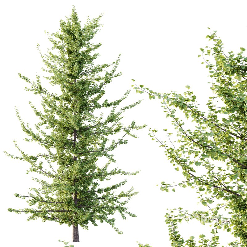 Maidenhair Ginkgo Biloba Tree 05 Image 3