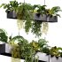 Hanging indoor Plants 04 - Thumbnail 3
