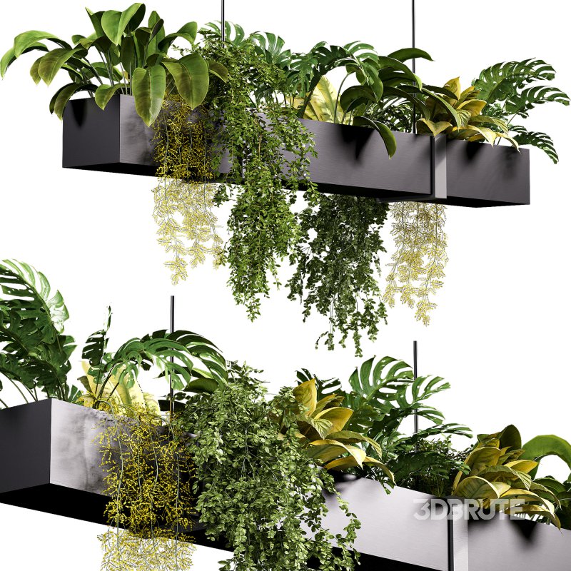 Hanging indoor Plants 04 Image 3