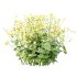 Alchemilla mollis flower Plant 01 - Thumbnail 7