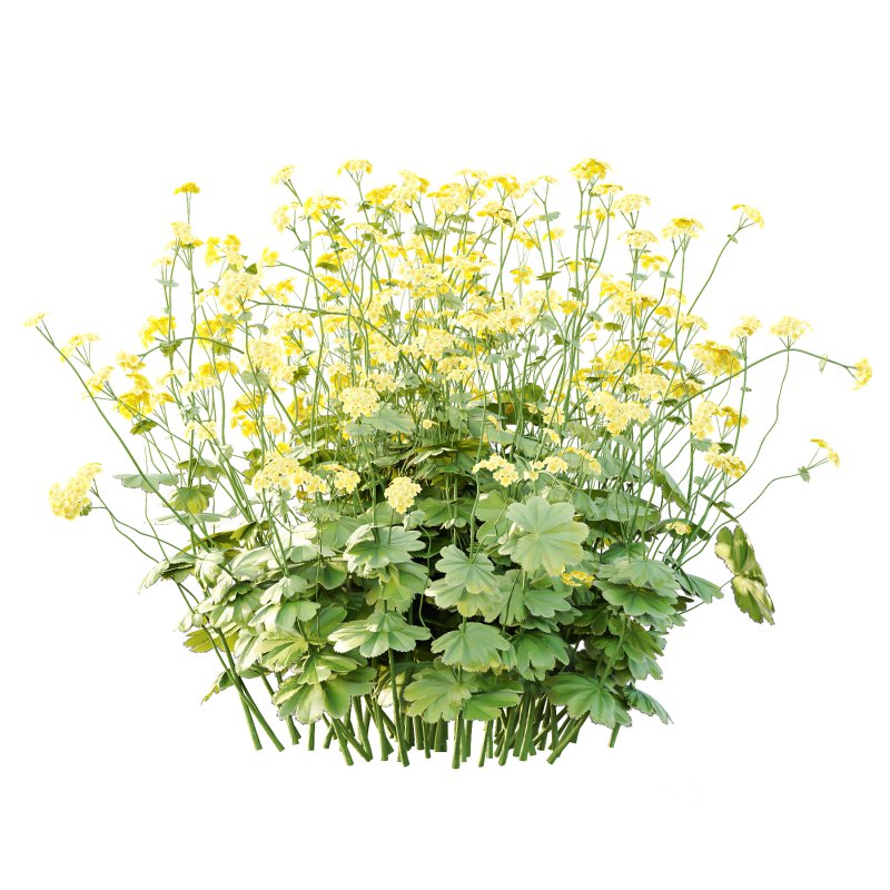 Alchemilla mollis flower Plant 01 Image 7