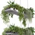 Hanging indoor Plants 03 - Thumbnail 8