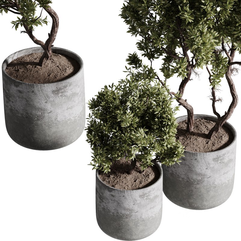 indoor plants – 67 plant in pot Image 4