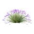 plant bush Flower Lavandula pedunculata 05 - Thumbnail 3