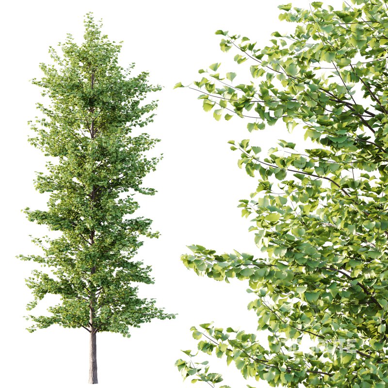 Maidenhair Ginkgo Biloba Tree 03 Image 5