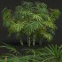AV spring bushes Sambucus Nigra and Rhapis Excelsa - Thumbnail 4
