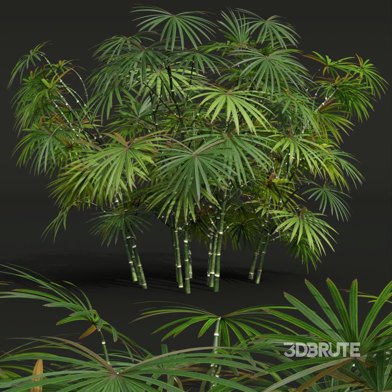 AV spring bushes Sambucus Nigra and Rhapis Excelsa Image 4