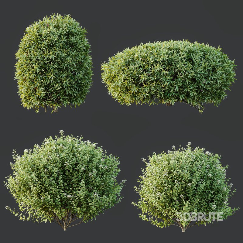 AV Phillyrea Angustifolia Rosemarinifolia and Ligustrum Ovalifolium Argenteum Aureum Image 8