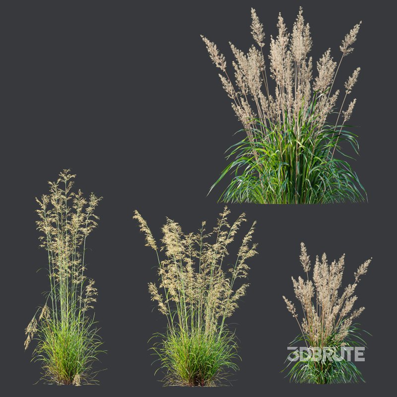 ntal grasses—**Celtica gigantea** (Golden Oats Grass) and **Nassella tenuissima** (Mexican Feather Grass)—curated for naturalistic, windswept landscapes and high-end 3D visualizations. Image 12