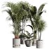 indoor plants 105 – plant collections in pot - Thumbnail 2