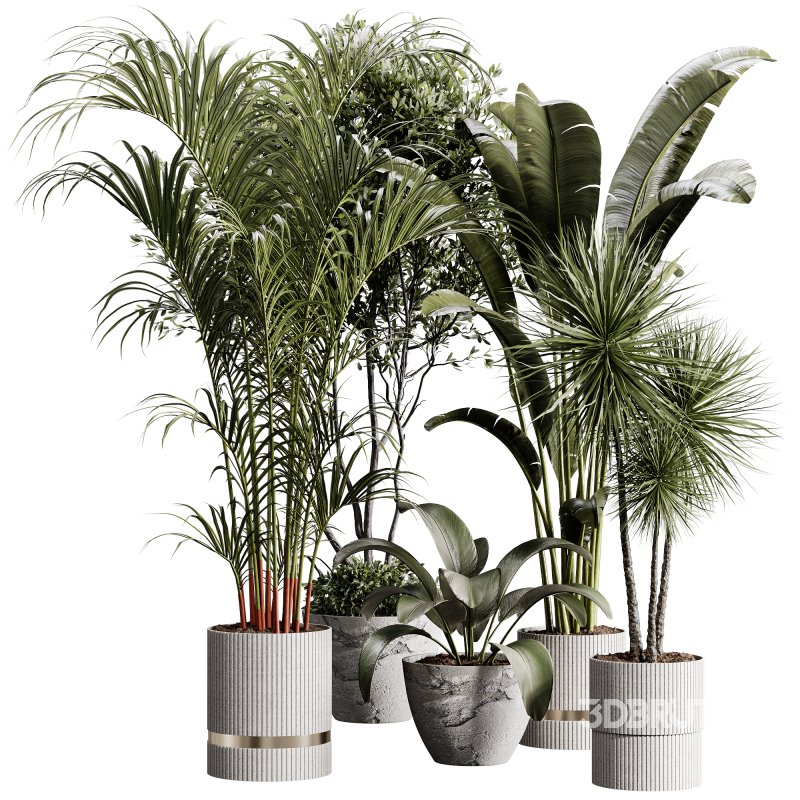 indoor plants 105 – plant collections in pot Image 2