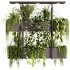 Indoor Plants – 23 Hanging plants - Thumbnail 5