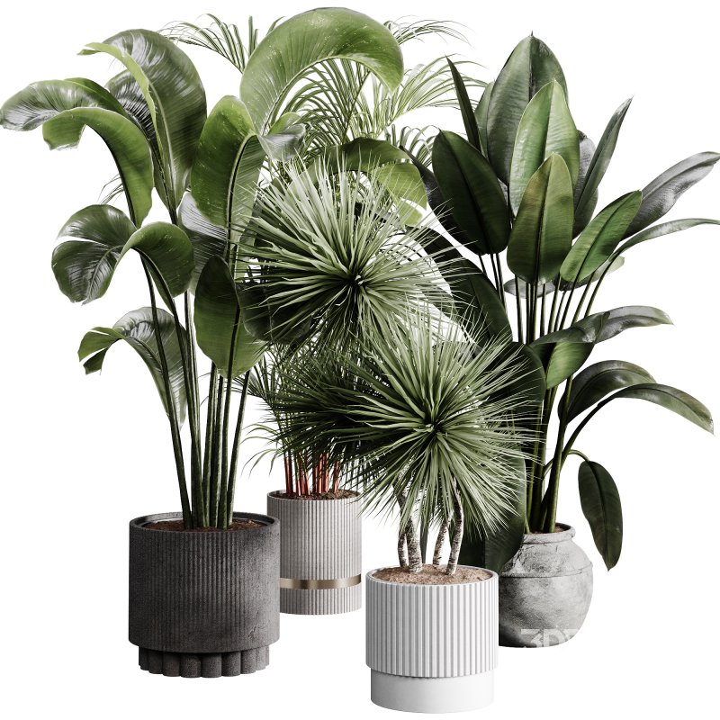 indoor plants 114 – plant collections in pot Image 5