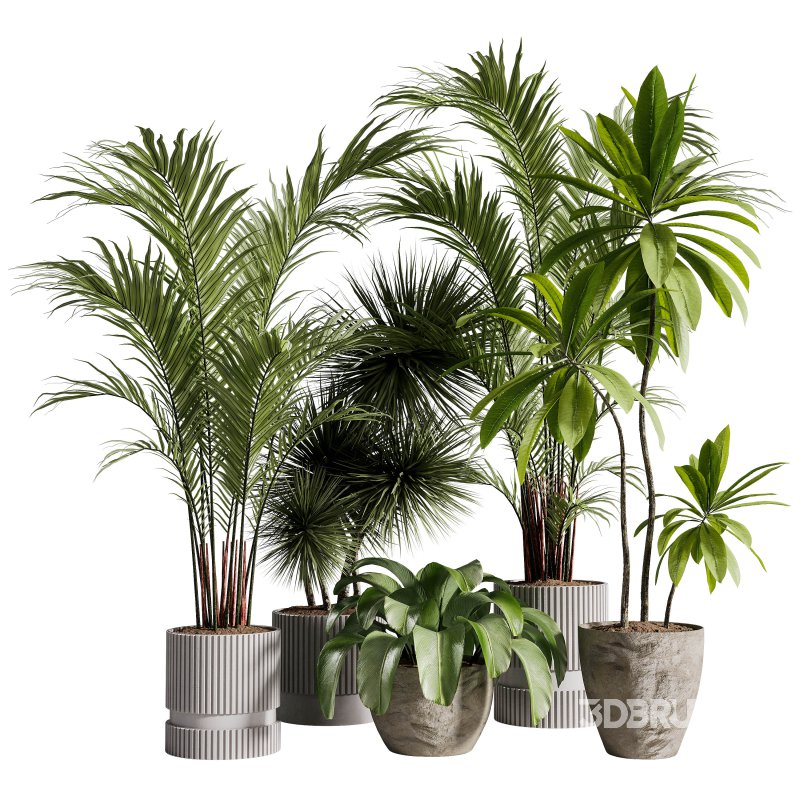 Indoor Plants collection – 71 Plants in pot Image 4