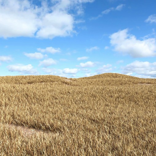 meadow (autumn)
