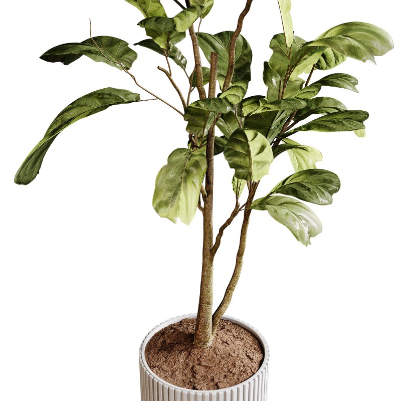 Indoor plants 89 – Plant in pot Image 4