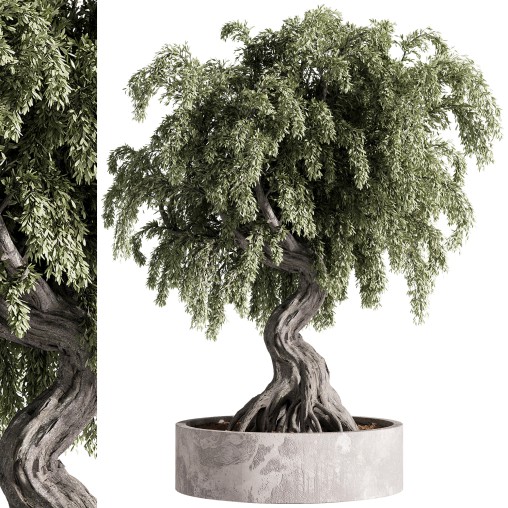 indoor plants – 49 plant in pot