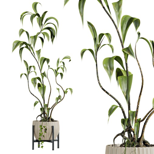 potted plant